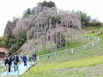 南東北2025雪の壁&桜004_cut.jpg