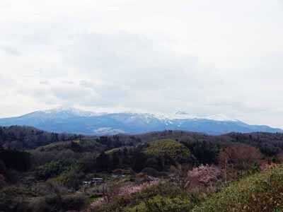南東北2025雪の壁&桜005_cut.jpg