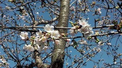 大船駅前玉縄桜_IMGA0582_s.jpg